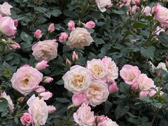 -人民公园(罗湖区)