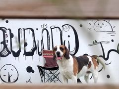 -趣多多宠物公园·宠物训犬学校·宠物寄养