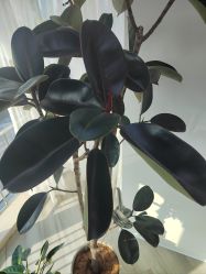 -HEYAN荷妍专业脱毛连锁机构