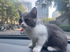 -纳吉亚猫专科动物诊疗中心(蒋宅口分院)
