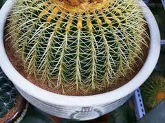 -中环花鸟鱼虫市场