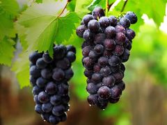 -白鹿原葡萄主题公园