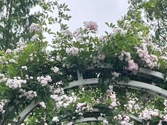 -昆山城市生态森林公园