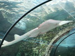 -悉尼海洋生物水族馆