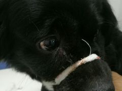 -达爱动物医院·犬猫分区·CT·复杂眼科(远洋山水分院)