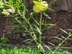 -广州神农草堂中医药博物馆