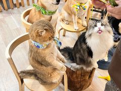 -柴迷FANS CLUB·柴犬狗咖·猫咖
