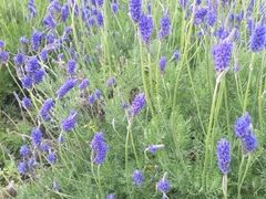 -上海多利农业发展有限公司