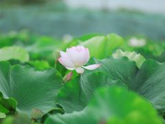 -梁鸿国家湿地公园