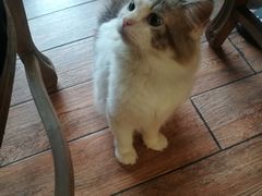 -more than meow吴止猫主题餐厅(承德 中船汇店)