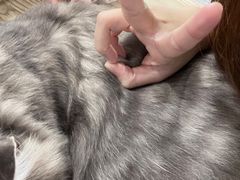 -楼上猫咖(罗湖店)