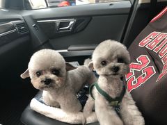-FAELING PETS美天灵宠物(富力广场店)