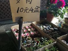 -曲阳花鸟市场(曲阳路店)