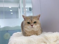 -爱洗澡的猫(望京店)