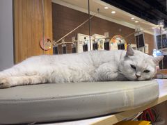 -藏猫猫咖啡主题馆(中央大道店)