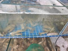 -蟹谢蒸鲜自助餐厅
