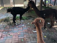 -长白岛森林公园