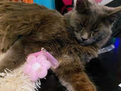 -猫小院猫主题咖啡厅(北锣店)