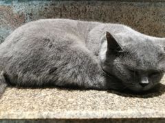 -more than meow吴止猫主题餐厅(承德 中船汇店)