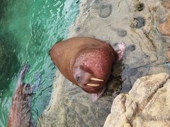 -珠海长隆海洋王国