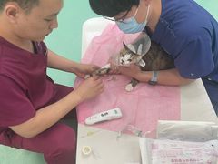 -北京观赏动物医院·24小时大型综合·猫专科·异宠专科