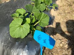 -前小桔亲子创意农场·草莓采摘·露营烧烤