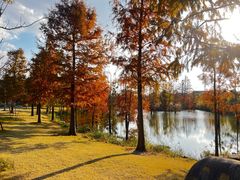 -上海长兴岛郊野公园