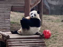 -盐城大丰港动物园