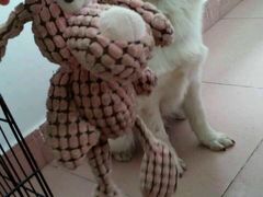 android_upload_pic-创凡宠物医院·骨专科  猫科中心(西乡分院)