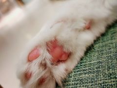 -藏猫猫咖啡主题馆(中央大道店)