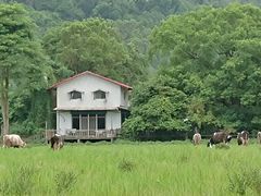 -瑞穗牧场