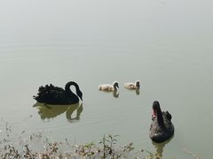 -福建鲤鱼洲酒店