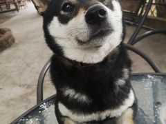 -柴犬高等学院·狗咖·柴犬售卖·宠物训练