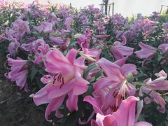 -荷兰花海
