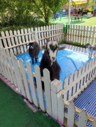 -萌宠亲子动物乐园(槐房万达店)