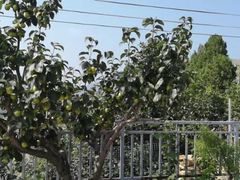 -梨木台悦来客农家院