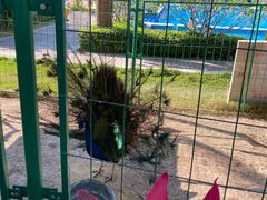 -西双版纳融创皇冠假日度假酒店