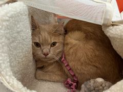 -纳吉亚猫专科动物医院博雅分院