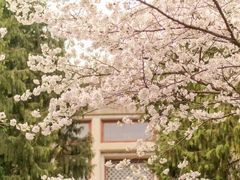 -武汉大学-樱园