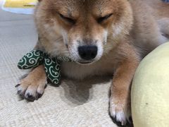 -逗柴咖啡屋·狗咖猫咖宠物桌游