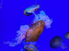 -海合安青岛极地海洋公园