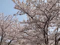 -顾村公园