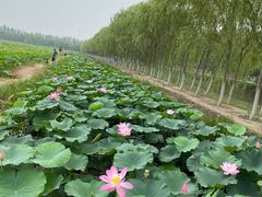 -西青郊野公园