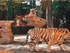 -上海野生动物园老虎餐厅