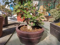 -苏州艺都古玩花鸟市场