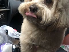 -致善宠物医院(体育路店)