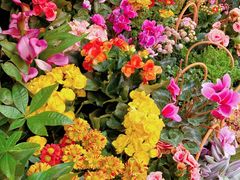 -溪岸路花鸟市场