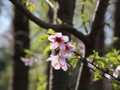 -顾村公园