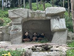 -中国大熊猫保护研究中心雅安碧峰峡基地