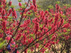 -南国桃园旅游度假区